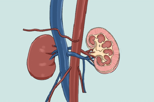 冬季怎么养肾补肾(图1) 冬季怎么养肾补肾