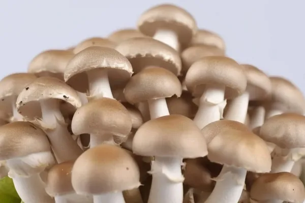 鸡腿菇的功效与作用、禁忌和食用方法