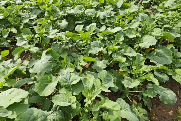 油菜的功效与作用、禁忌和食用方法