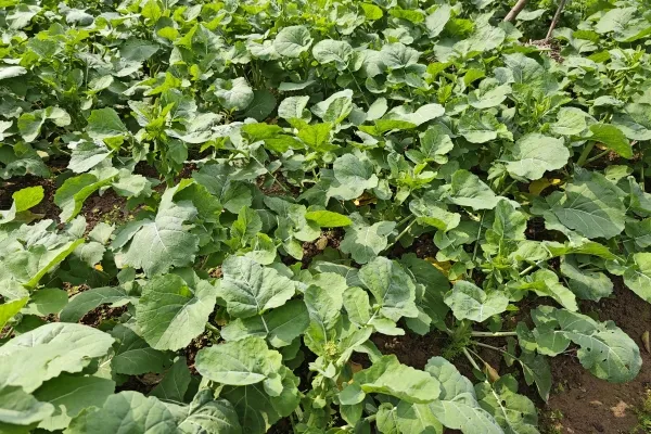 油菜的功效与作用、禁忌和食用方法