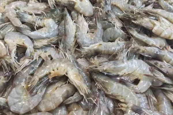桑葚不能和什么一起吃