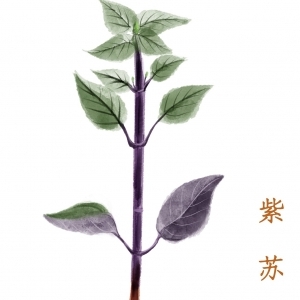 莲藕的功效与作用、禁忌和食用方法