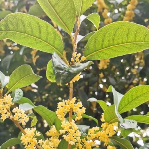 桂花的功效与作用、禁忌和食用方法