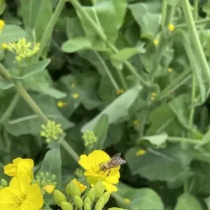 车厘子的副作用