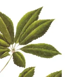 车厘子食用禁忌