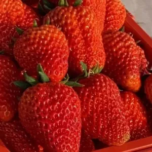 吃草莓会过敏吗