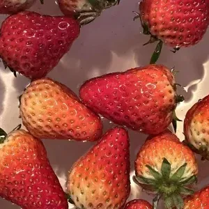 肉桂是桂圆吗