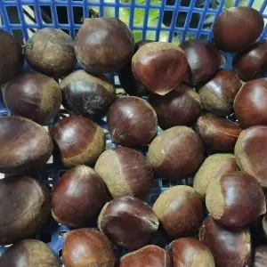 感冒发烧能吃车厘子吗